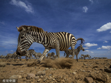 捕食者来啦！肯尼亚斑马突然拔腿就跑瞬间