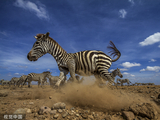 捕食者来啦！肯尼亚斑马突然拔腿就跑瞬间