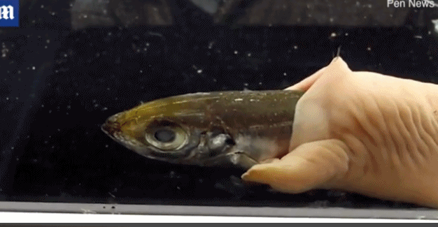 日本一水族馆海虫吞食整条死鱼 画面“恶心但可爱”