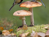 太萌了！英两只山雀站在蘑菇上为争夺食物开战