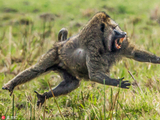 饥饿狒狒捕食瞪羚幼崽 与瞪羚妈妈对峙飞身秀功夫