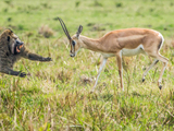 饥饿狒狒捕食瞪羚幼崽 与瞪羚妈妈对峙飞身秀功夫