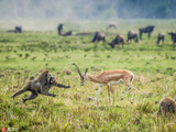 饥饿狒狒捕食瞪羚幼崽 与瞪羚妈妈对峙飞身秀功夫