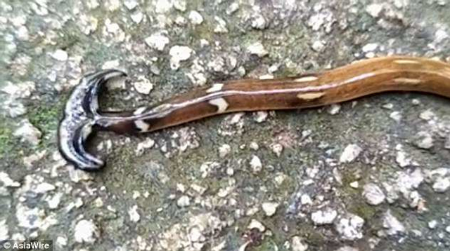 奇特的锤头状蠕虫笄蛭涡虫:可再生无猎物时会吃自己