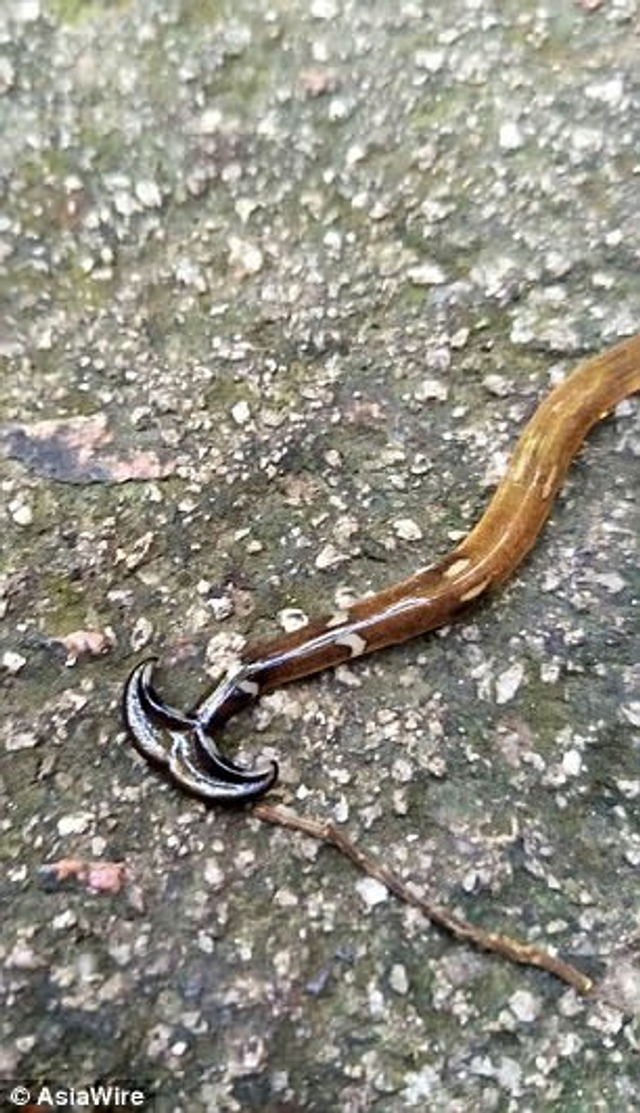 奇特的锤头状蠕虫笄蛭涡虫:可再生无猎物时会吃自己