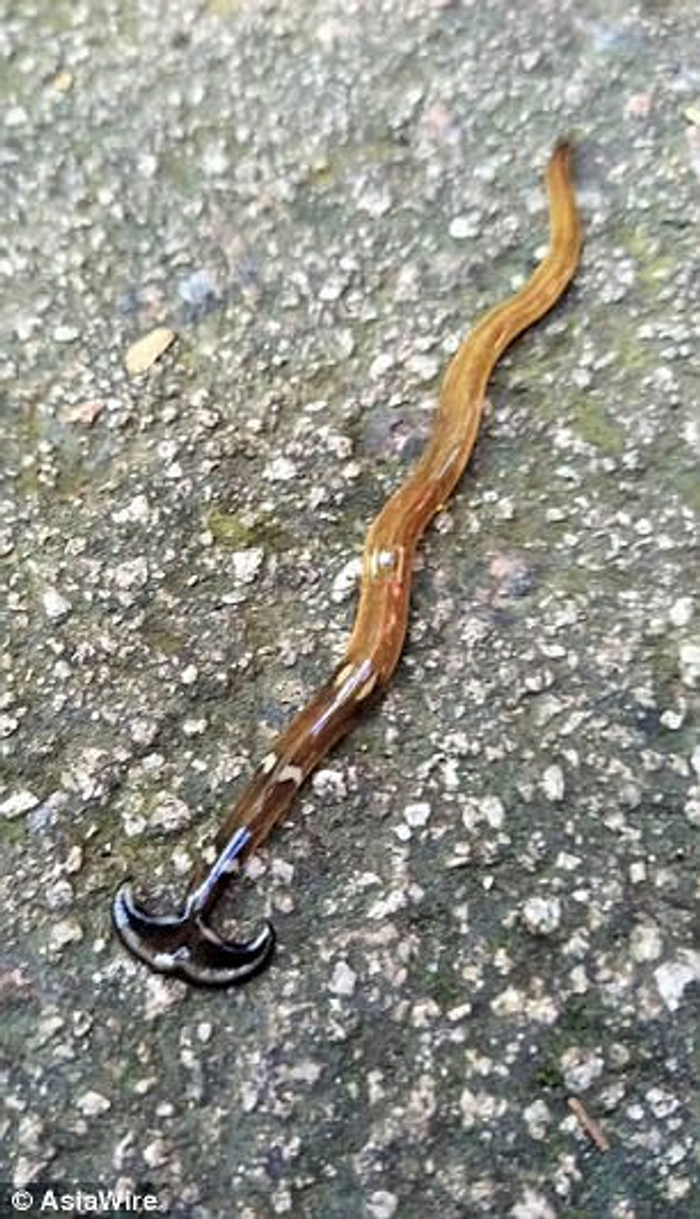 奇特的锤头状蠕虫笄蛭涡虫:可再生无猎物时会吃自己