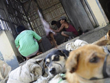 印尼每年吃掉100万只狗：狗狗被迫目睹同类被杀场面残忍