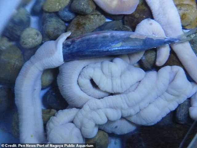 日本一水族馆海虫吞食整条死鱼 画面"恶心但可爱"