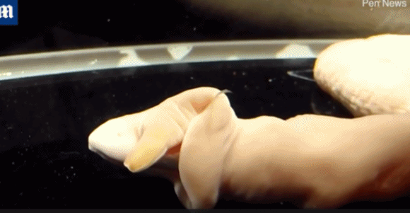 日本一水族馆海虫吞食整条死鱼 画面“恶心但可爱”