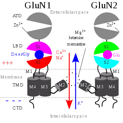 NMDA受体作用机理（图片来源：wiki）