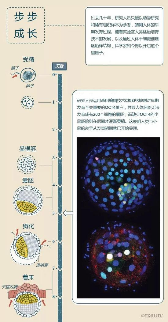 插图来源：Nik Spencer； 图片来源：Norah Fogarty、Kathy Niakan