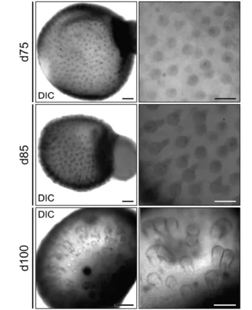 毛囊结构清晰可见