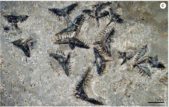 牙形石 | Derek E.G。 Briggs / Wikimedia Commons