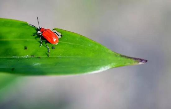 面粉虫（图片来源：pixabay）