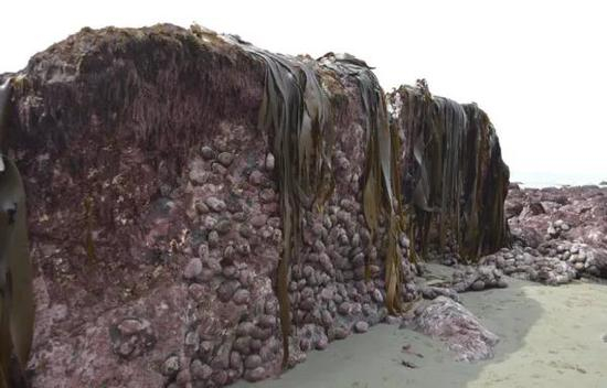 地震后被抬出水面的浅海海底，可见海草与各种生物附着