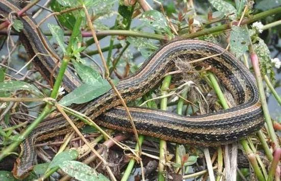 水栖的红纹滞卵蛇为卵胎生（图片来源于网络）