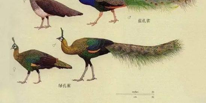 为啥动物界的雄性都比雌性好看?_手机新浪网