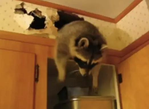 厨房上安家 出来拿点吃的 你看我萌吗？