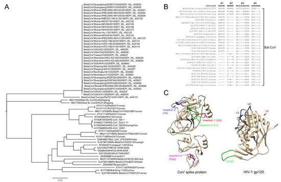 图1。 2019-nCoV和蝙蝠冠状病毒的序列和结构分析。（A）刺突基因序列的系统进化树。（B）2019-nCoV和蝙蝠冠状病毒序列之间疑似插入位点的序列比对。比对结果中氨基酸的缺失用“-”表示。插入片段的序号在比对结果的上方标示。（C）CoV刺突蛋白和HIV-1 gp120中四个插入片段的结构对比。2019-nCoV的结构使用默认参数在TASSER服务器进行建模。1~708位残基中仅有相关结构域用丝带图展示，不包括305~603位残基。这四个插入片段分别用红色、蓝色、绿色和品红色显示。HIV-1 gp120结构（PDB 1GC1）用丝带图展示。V4、V5、V1/V2和LE loop分别用红色、蓝色、绿色和黑色展示。
