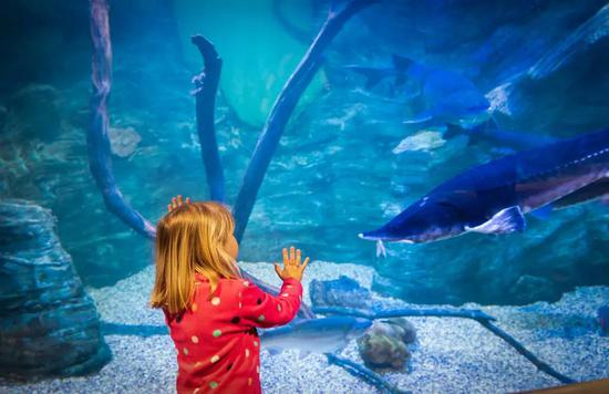 被关进水族馆的海洋哺乳动物在生理上表现出了和人类相似的焦虑，因此也被施用了和人类相同的抗抑郁药物