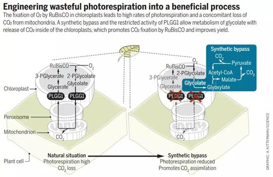 ▲光呼吸会造成能量的浪费（图片来源：参考资料[2]）