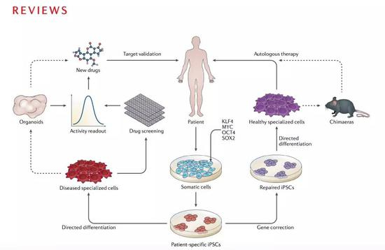 （iPSC应用流程，图片源自NatureRevGenet）