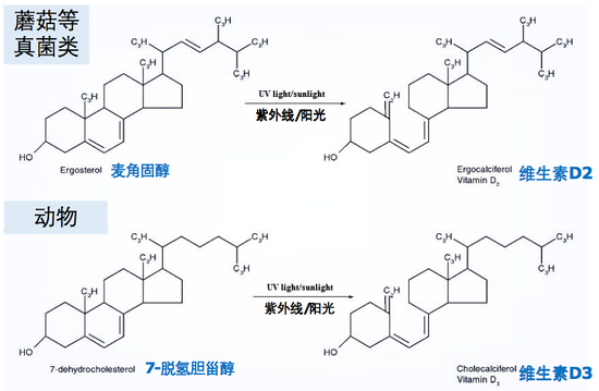 　图2：紫外线催化维生素D2和D3的化学合成