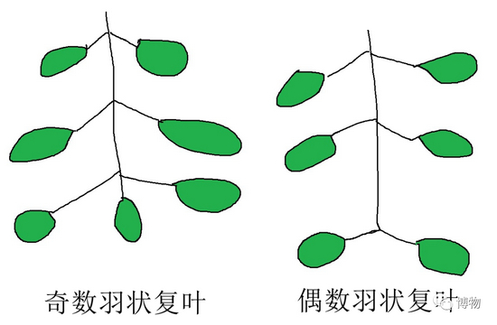 奇数羽状复叶和偶数羽状复叶&nbsp;灵魂画手：老信