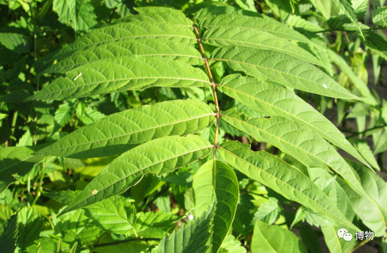臭椿的小叶是奇数的 　　图片来源：ebben.nl