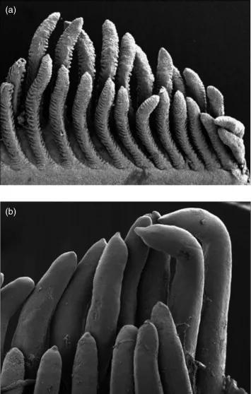 巨骨舌鱼10克大时的鱼鳃（上）和1000克时的鱼鳃（下）图片来源：Encyclopedia of&nbsp; Fish Physiology， 2011