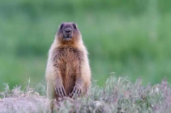 图5。旱獭（土拨鼠）本照片为西伯利亚旱獭Marmota&nbsp;sibiricu，分布内蒙古及俄罗斯、蒙古（图片来源：Veer图库）