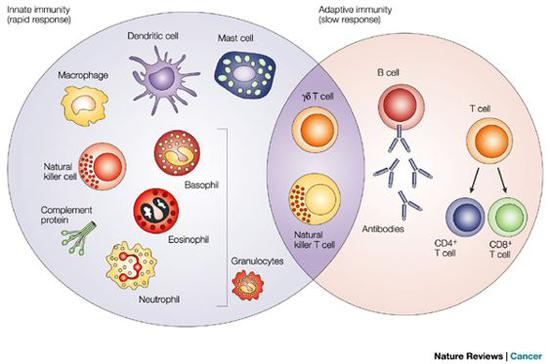（图片来源：Nature Reviews Cancer）