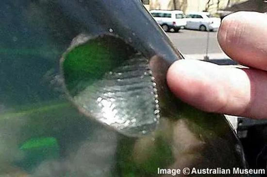 声纳导流罩被达摩鲨咬后留下的痕迹