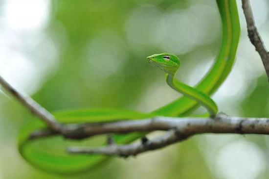 树栖的绿瘦蛇为卵胎生（图片来源于网络）