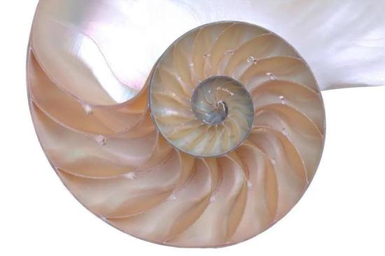 鹦鹉螺壳切面