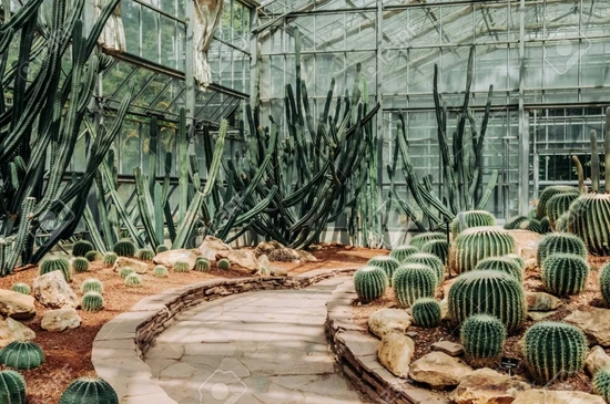 　培育珍稀仙人掌的温室和植物园 | pixhound