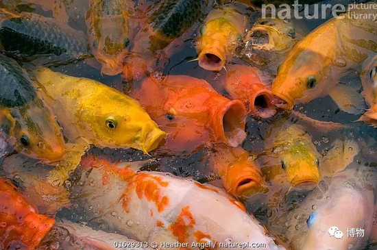 这大嘴，看着还有点凶