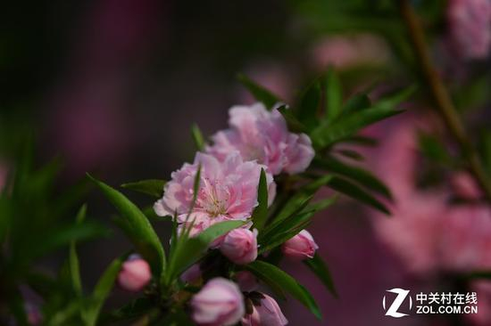 尼康电磁炮实拍样片