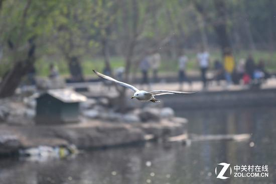 尼康电磁炮实拍样片