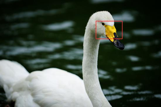 A9+FE 400mm F2.8 GM OSS，光圈：F2.8，快门：1/800s，感光度：ISO 100