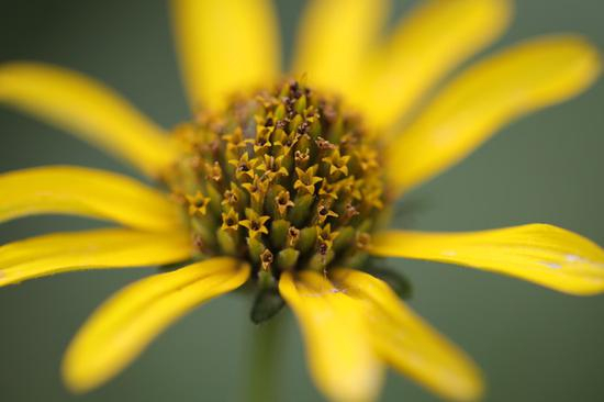 焦距：100mm　 光圈：f/2.8　 ISO感光度：640