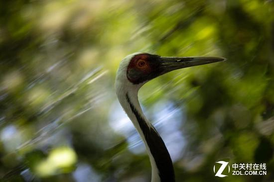 EF 70-200mm f/2.8L IS III USM实拍样张