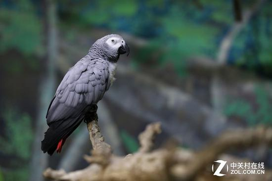 EF 70-200mm f/2.8L IS III USM实拍样张