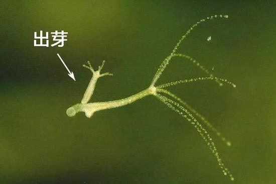 图注：自然状态下的水螅，生存和繁殖能力爆表，图中可见出芽（无性生殖）