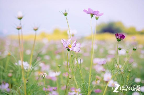 虚化效果部分也是全画幅应有的水准