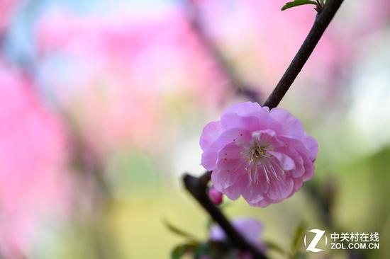 尼康Z&nbsp;24-70mm f/2.8 S镜头实拍样片