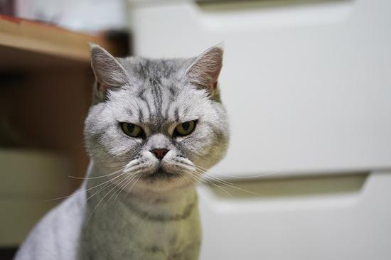 一脸鄙视的喵星人