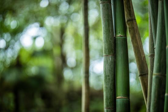 EOS R+RF85mm F/1.2L USM拍摄