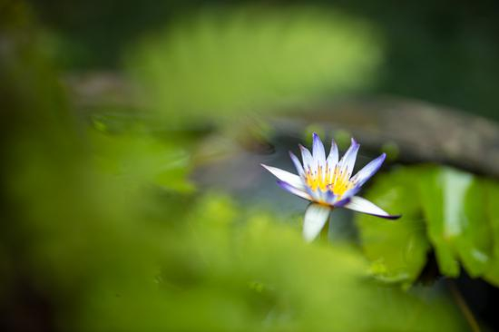 EOS R+RF85mm F/1.2L USM拍摄