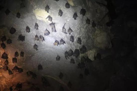 栖满蝙蝠的山洞（来源：武汉病毒所石正丽团队）
